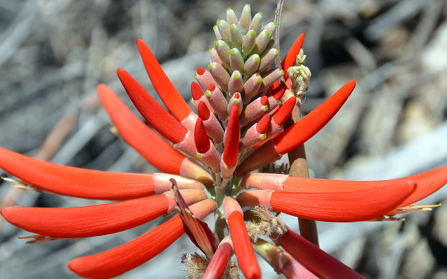 Erythrina flabelliformis, Coralbean, Southwest Desert Flora